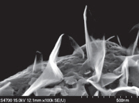 A different view of the electrode A different view of the electrode