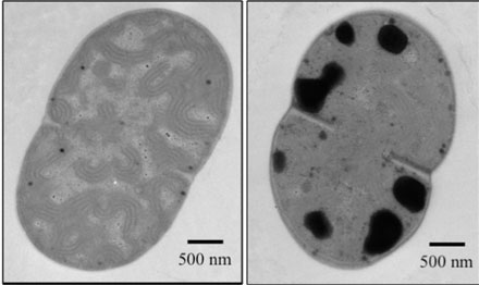 GROWING PROBLEM GROWING PROBLEM